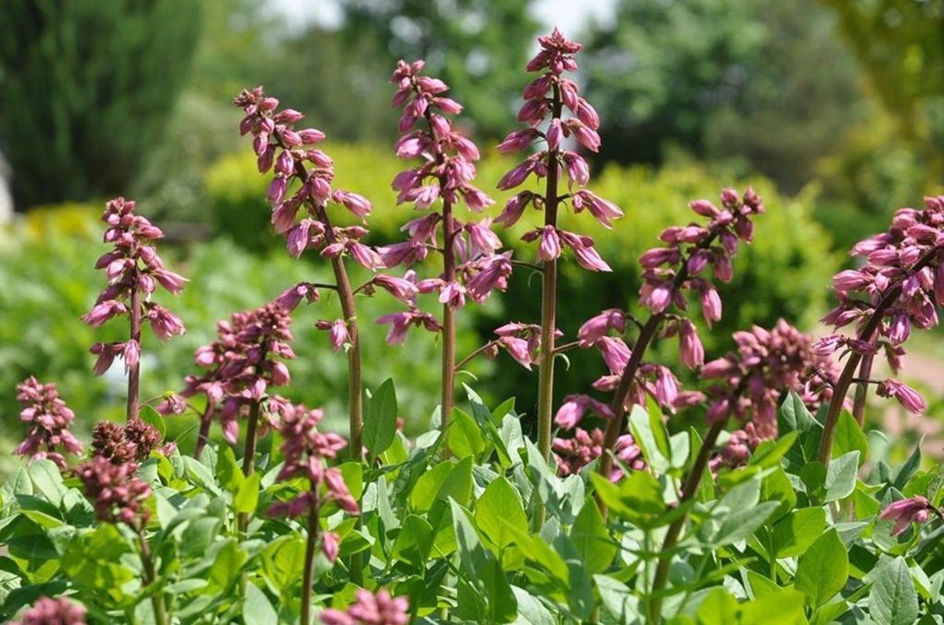 Kudy z nudy - Botanická zahrada léčivých rostlin Hradec ...